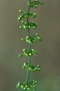 Rumex sanguineus