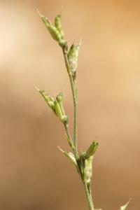 Delphinium halteratum subsp. verdunense