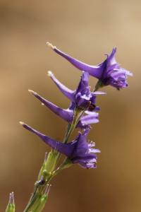 Delphinium halteratum subsp. verdunense