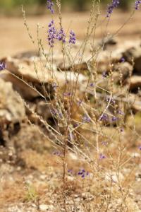 Delphinium halteratum subsp. verdunense