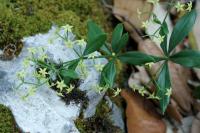 Rubia peregrina