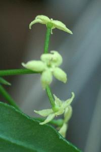 Rubia peregrina