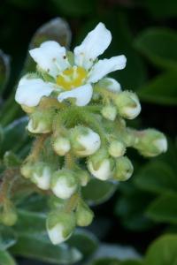 Saxifraga longifolia