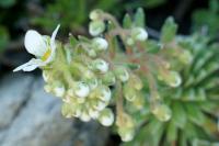 Saxifraga longifolia