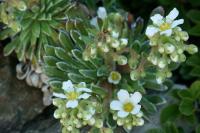 Saxifraga longifolia