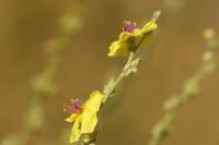 Verbascum sinuatum