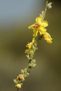 Verbascum sinuatum