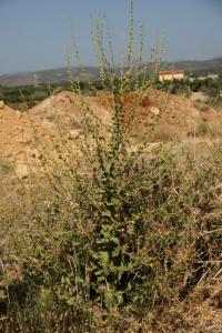 Verbascum sinuatum