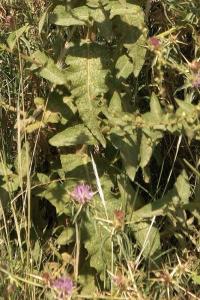 Verbascum sinuatum