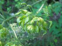 Heracleum sphondylium