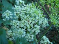 Heracleum sphondylium