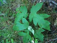 Heracleum sphondylium