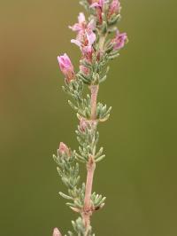 Frankenia thymifolia