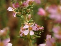 Frankenia thymifolia