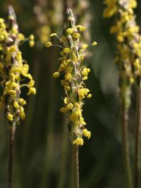 Plantago holosteum