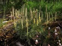 Plantago holosteum