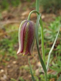 Fritillaria lusitanica subsp lusitanica