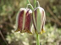 Fritillaria lusitanica subsp lusitanica