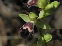 Ophrys dyris