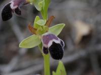 Ophrys dyris