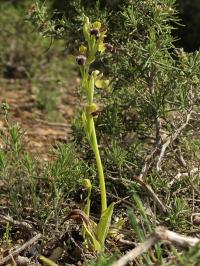 Ophrys dyris