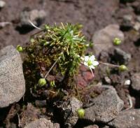 Sagina subulata