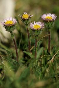 Erigeron alpinus