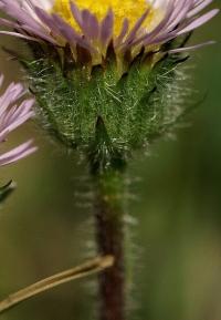 Erigeron alpinus