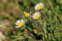 Erigeron alpinus Erigeron alpinus