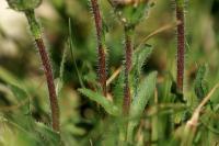 Erigeron alpinus