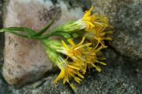 Solidago canadensis