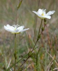 Sagina nodosa