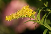 Solidago canadensis