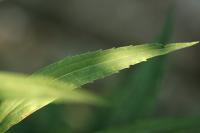 Solidago canadensis