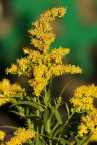 Solidago canadensis