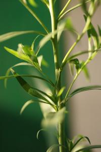 Solidago canadensis