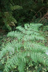 Pteridium aquilinum