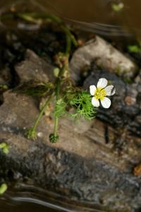 Ranunculus peltatus