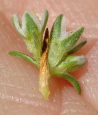 Scleranthus perennis subsp. perennis