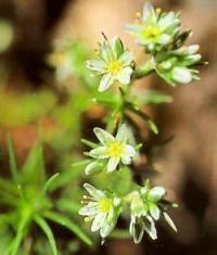 Scleranthus annuus