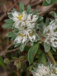 Paronychia capitata subsp. capitata