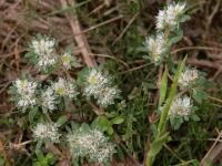 Paronychia capitata subsp. capitata