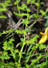 Herniaria glabra