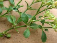 Polycarpon tetraphyllum subsp. tetraphyllum