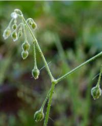 Spergula arvensis