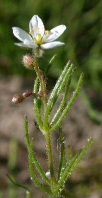 Spergula arvensis