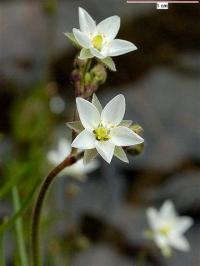 Spergula arvensis