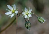 Spergula pentandra