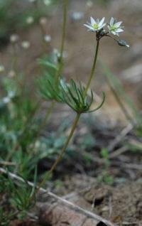 Spergula pentandra