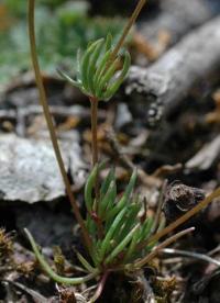 Spergula pentandra